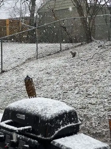 Winter's surprise visit to the backyard.